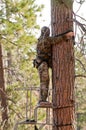 Hunter up a tree Royalty Free Stock Photo