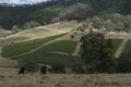 HUNTER VALLEY,AUSTRALIA. 16TH OCTOBER 2017. A working vineyard.