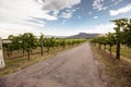 Hunter Valley vineyards Royalty Free Stock Photo