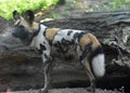 Hunter wild dog from africa with a spotted coat