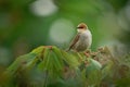 Hunters Cisticola - Cisticola hunteri pale brown bird in the family Cisticolidae, found in Kenya, Tanzania and Uganda, habitats Royalty Free Stock Photo