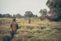 Hunters crossing through tall grass in rural field during hunting season