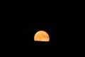 Hunters full moon, orange moonrise with visible craters. A natural satellite emerges from above the trees