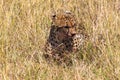 Hunters from Masai Mara. Cheetah after a meal. Kenya, Africa Royalty Free Stock Photo