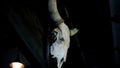 Hunters Skull Trophy Hanging In Dark Room, Creepy Bull Skeleton With Big Horns