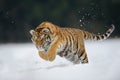 Tiger jumping on snow