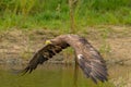 A hunting bald eagle glides effortlessly through the air while flying just above the water's surface with wings Royalty Free Stock Photo