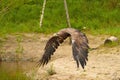 A hunting bald eagle glides effortlessly through the air while flying just above the water`s surface with wings outstretched. Lak Royalty Free Stock Photo