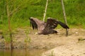 A hunting bald eagle glides effortlessly through the air while flying just above the water's surface with wings Royalty Free Stock Photo