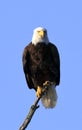 Perched bald eagle on a Branch
