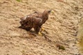 A hunting bald eagle walks with great strides over the sand. Sharp nails in the claws. Detailed, yellow beak brown feathers Royalty Free Stock Photo