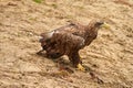A hunting bald eagle walks with great strides over the sand. Sharp nails in the claws. Detailed, yellow beak brown Royalty Free Stock Photo