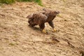 A hunting bald eagle walks with great strides over the sand. Sharp nails in the claws. Detailed, yellow beak brown
