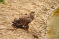 A hunting bald eagle walks with large strides over the sand to the water. Sharp nails in the claws. Detailed, yellow Royalty Free Stock Photo