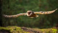 Hunting Barn Owl in nice morning light.