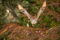 Hunting Barn Owl in nice morning light. Royalty Free Stock Photo