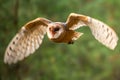 Hunting Barn Owl in nice morning light. Wildlife scene from wild nature. Royalty Free Stock Photo