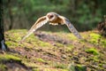 Hunting Barn Owl in nice morning light. Wildlife scene from wild nature.