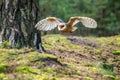 Hunting Barn Owl in nice morning light. Wildlife scene from wild nature. Royalty Free Stock Photo