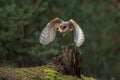 Hunting Barn Owl in nice morning light.