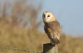 A hunting Barn Owl (Tyto alba) perched on a post. Royalty Free Stock Photo