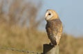 A hunting Barn Owl (Tyto alba) perched on a post. Royalty Free Stock Photo