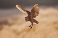 Hunting Barn Owl, wild bird in morning nice light. Beautiful animal in the nature habitat. Action wildlife scene. Morning Wildlife Royalty Free Stock Photo