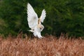Hunting bird in flight. Barn Owl, Tyto alba, flying above red grass in rain. Owl landing with spread wings, talons ready to catch Royalty Free Stock Photo