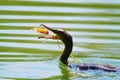 Hunting bird in water for fish Royalty Free Stock Photo