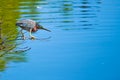 Hunting bittern Royalty Free Stock Photo