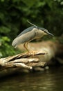 Hunting black-crowned night heron Nycticorax nycticorax, or black-capped night heron Royalty Free Stock Photo