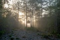 Hunting Blind in a misty, foggy clearing in a dense forest in southeastern Texas.