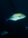 Hunting Bluefin Trevally Royalty Free Stock Photo