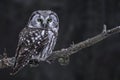 Hunting Boreal Owl, Aegolius funereus Royalty Free Stock Photo