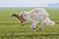 Hunting with borzoi dogs Royalty Free Stock Photo