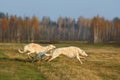 Hunting with borzoi dogs Royalty Free Stock Photo