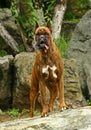 Hunting boxer