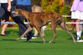 Hunting breed greyhound at a dog show Royalty Free Stock Photo