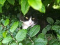 Hunting cat in a bush