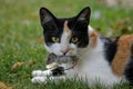 Hunting cat with catch mouse in garden Royalty Free Stock Photo