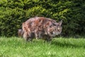 Hunting cat Maine coon is sneaking up to catch his prey, running in nature on green grass Royalty Free Stock Photo