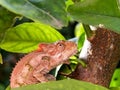 Hunting Chameleon 1 Royalty Free Stock Photo
