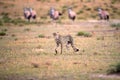 Hunting Cheetah, Acinonyx jubatus walking directly into camera in arid savanna.