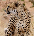 Hunting Cheetah