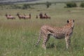 Hunting cheetah