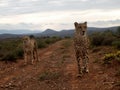 Hunting cheetahs Royalty Free Stock Photo