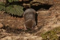 A hunting Common Shrew Sorex araneus.