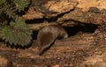 A hunting Common Shrew Sorex araneus.