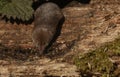 A hunting Common Shrew Sorex araneus.