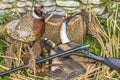 Hunting composition with colorful pheasant